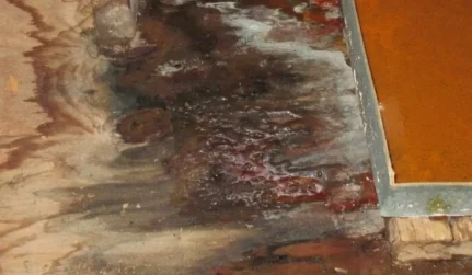 Mold Remediation & Abatement
